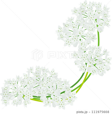 背景素材＜花・アリウムコワニー・韮＞ 111975608