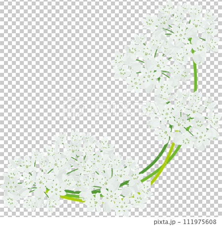 背景素材＜花・アリウムコワニー・韮＞ 111975608