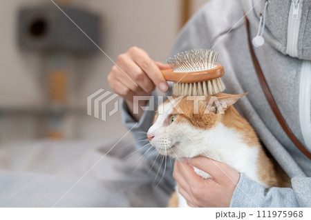 猫にブラシをかける　茶トラ白 111975968