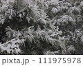 東京郊外にて雪の降る日の松の木のアップ 111975978