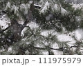 降り続く雪と松の木の幻想的な風景② 111975979