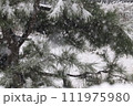 降り続く雪と松の木の幻想的な風景① 111975980