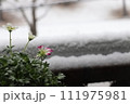雪の日にベランダで咲くクモマグサの花 111975981
