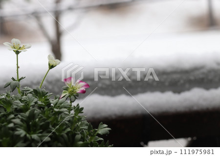 雪の日にベランダで咲くクモマグサの花 雪の日にベランダで咲くクモマグサの花 111975981