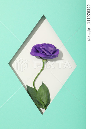 Beautiful, fresh flowers on a blue background. 111976399