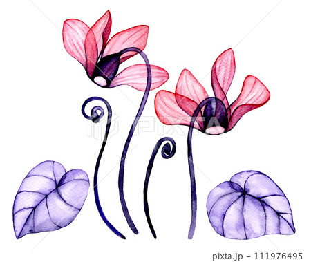 transparent cyclamen flowers. watercolor drawing, set of tropical flowers, x-ray 111976495
