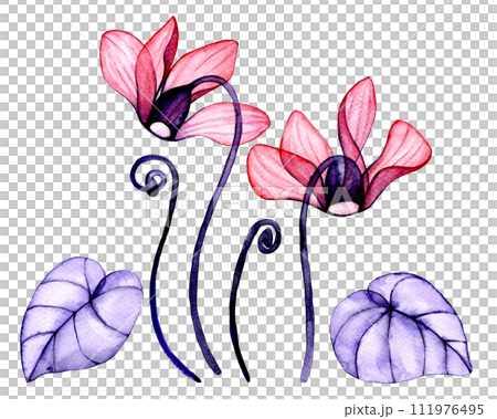 transparent cyclamen flowers. watercolor drawing, set of tropical flowers, x-ray 111976495