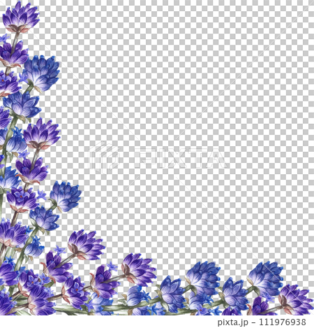 A frame with lavender, a beautiful picturesque purple, fragrant flower. Hand-drawn watercolor illustration. Highlight it. An element for the design of packaging, postcards and labels, banners, flyers. A frame with lavender, a beautiful picturesque purple, fragrant flower. Hand-drawn watercolor illustration. Highlight it. An element for the design of packaging, postcards and labels, banners, flyers. 111976938
