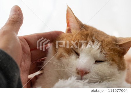 猫を撫でる 茶トラ白 猫を撫でる 茶トラ白 111977004