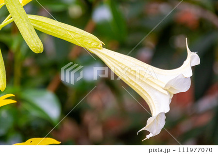 Yellow Angel's Trumpet Flower Close-Up 111977070
