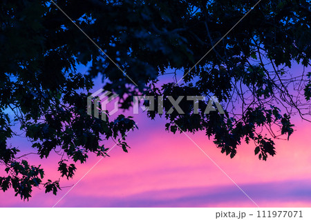 Silhouetted Leaves Against Twilight Sky 111977071