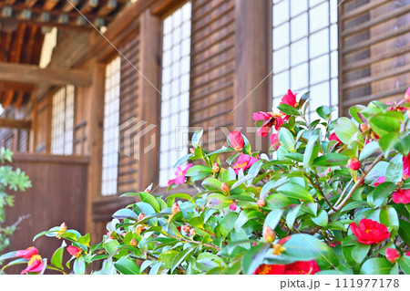 お寺に咲く赤い山茶花 111977178