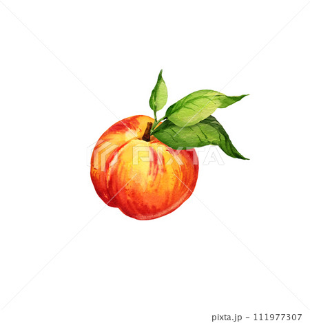 watercolor illustration of summer fruit, peach or apricot, nectarine with green leaves, sketch of sweet food isolated on white background, red, yellow, orange color 111977307