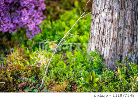 日本の横浜都市景観 2月も終わり、早くも、街中にメジロが姿を現した。可愛い…＝2月26日、横浜市内 111977348
