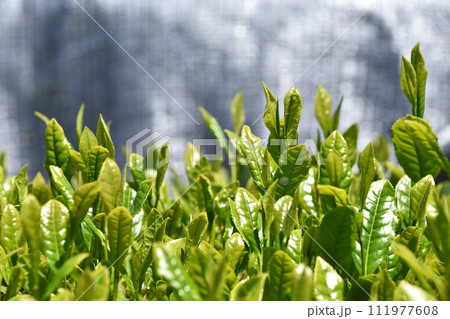 茶畑 茶畑 111977608