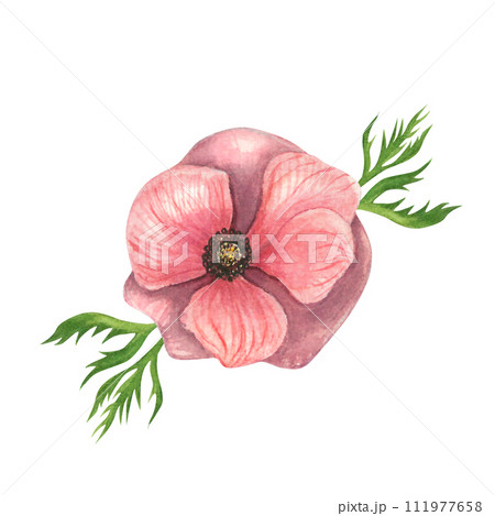 Watercolor illustration of a pink anemone with leaves,top view isolated on a white background.Hand drawn 111977658