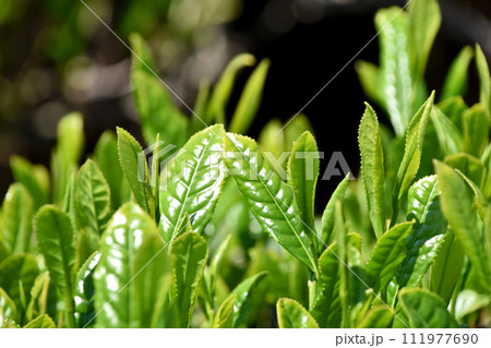 茶畑 茶畑 111977690