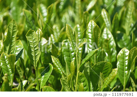 茶畑 111977691