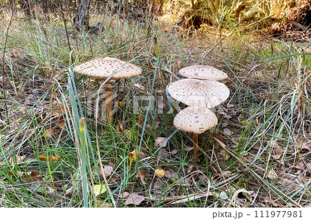 Macrolepiota procera. Nature of autumn forest. Season of mushrooms in forest. Collect of forest mushrooms. Sunny day. Macrolepiota procera. Nature of autumn forest. Season of mushrooms in forest. Collect of forest mushrooms. Sunny day. 111977981