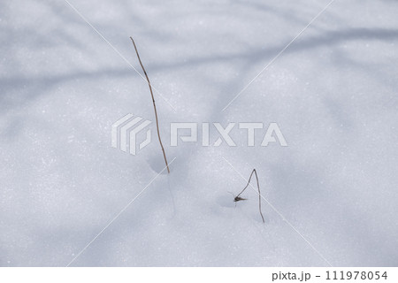雪の下に宿る命【長野県】 111978054