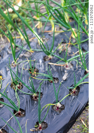 畑　冬野菜 111978062