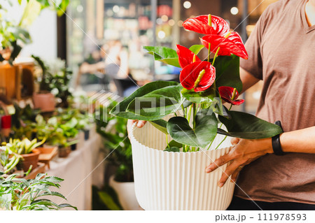 Man gardener pot with anthuriums flower in market. 111978593