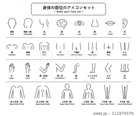 体(身体)の部位のアイコンセット パーツ 人体 ピクトグラム 健康 上半身 下半身 マッサージ 医療 体(身体)の部位のアイコンセット パーツ 人体 ピクトグラム 健康 上半身 下半身 マッサージ 医療 111979370