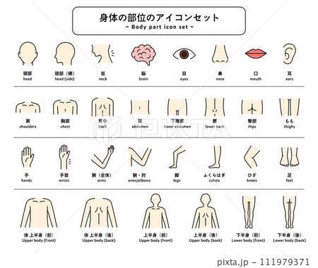 体（身体）の部位のアイコンセット　パーツ　人体　ピクトグラム　健康　上半身　下半身　マッサージ　医療 111979371