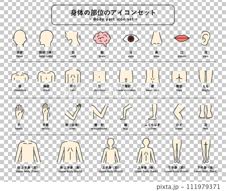 体（身体）の部位のアイコンセット　パーツ　人体　ピクトグラム　健康　上半身　下半身　マッサージ　医療 111979371