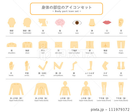 体（身体）の部位のアイコンセット　パーツ　人体　ピクトグラム　健康　上半身　下半身　マッサージ　医療 111979372