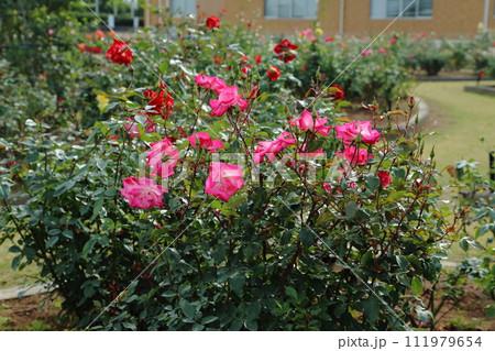 荒尾市　おもやい市民花壇　バラの花、 111979654