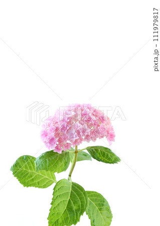 ピンク色のアジサイ 細かい八重の花が密集して咲く 明るい背景 ピンク色のアジサイ 細かい八重の花が密集して咲く 明るい背景 111979817