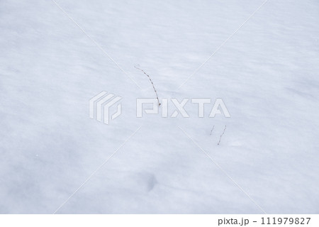 雪の下に宿る命【長野県】 雪の下に宿る命【長野県】 111979827