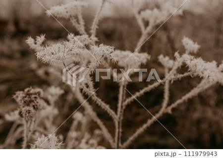 dry plants long weeds foliage thickets covered with fresh white thorny frost 111979943