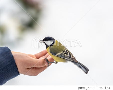 A tit sits on a man's hand and eats seeds. A tit sits on a man's hand and eats seeds. 111980123