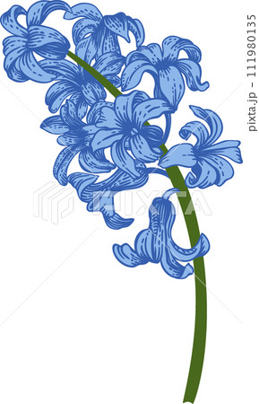 Hyacinth. Spring and summer flowers. Garden plants. Hand drawn illustration. Linear art. Hyacinth. Spring and summer flowers. Garden plants. Hand drawn illustration. Linear art. 111980135