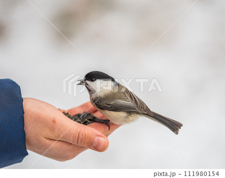 A willow tit sits on hand and eats seeds. Hungry bird willow tit eating seeds from a hand in winter or autumn 111980154