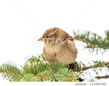 Sparrow sits on a fir branch in the sunset light. 111980160