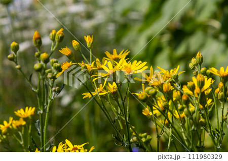 Yellow flowers of Senecio vernalis closeup on a blurred green background. Selective focus Yellow flowers of Senecio vernalis closeup on a blurred green background. Selective focus 111980329