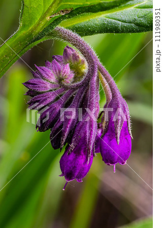 In the meadow, among wild herbs the comfrey Symphytum officinale is blooming In the meadow, among wild herbs the comfrey Symphytum officinale is blooming 111980351