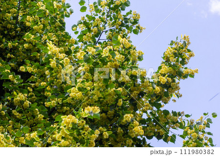 Linden tree flowers clusters tilia cordata, europea, small-leaved lime, littleleaf linden bloom. Pharmacy, apothecary, natural medicine, healing herbal tea, aromatherapy. Spring background 111980382