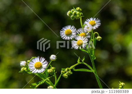 Erigeron annuus known as annual fleabane, daisy fleabane, or eastern daisy fleabane 111980389