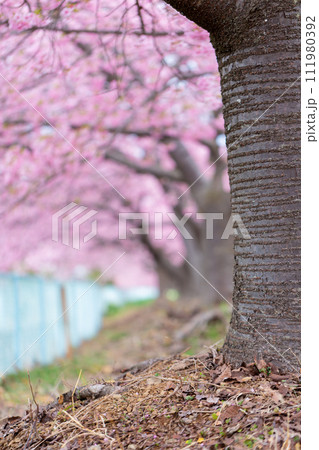 桜並木 美和桜 河津桜 寒桜 桜並木 美和桜 河津桜 寒桜 111980392