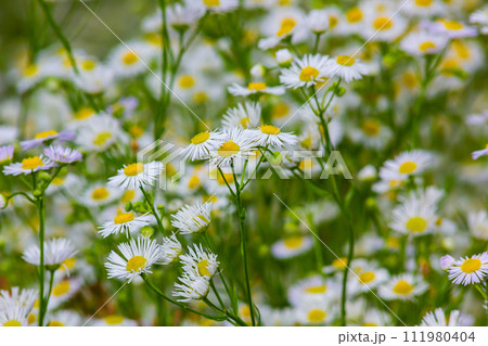 Erigeron annuus known as annual fleabane, daisy fleabane, or eastern daisy fleabane 111980404