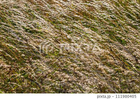 Meadow grass meadow with the tops of stele panicles. Poa pratensis green meadow european grass 111980405