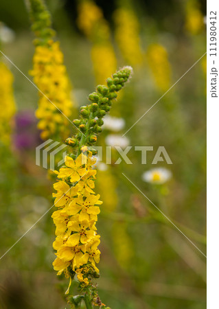 Summer in the wild among wild grasses is blooming agrimonia eupatoria Summer in the wild among wild grasses is blooming agrimonia eupatoria 111980412