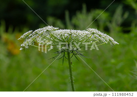 Daucus carota known as wild carrot blooming plant 111980452