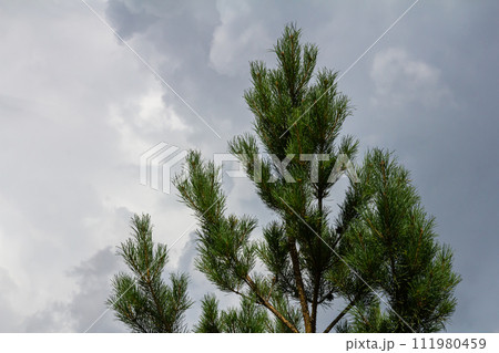Pine branches on a spring day against the background of the sky with clouds Pine branches on a spring day against the background of the sky with clouds 111980459