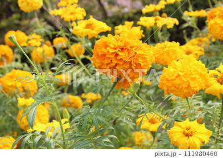 yellow marigold flower in garden 111980460