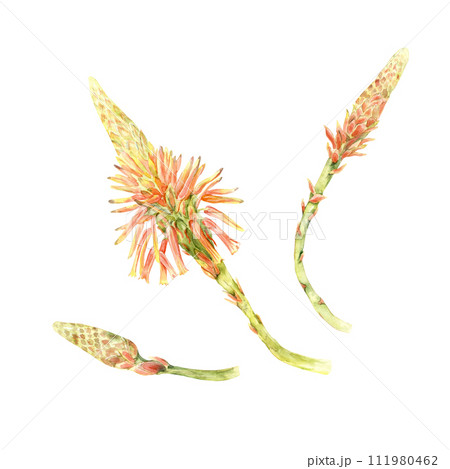 Aloe flowers stages 111980462